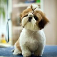 Cute little dog shih tzu