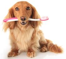 Dog and toothbrush