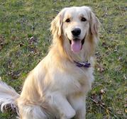 Dog golden retriever