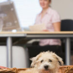 Dog lying in home office with woman in background